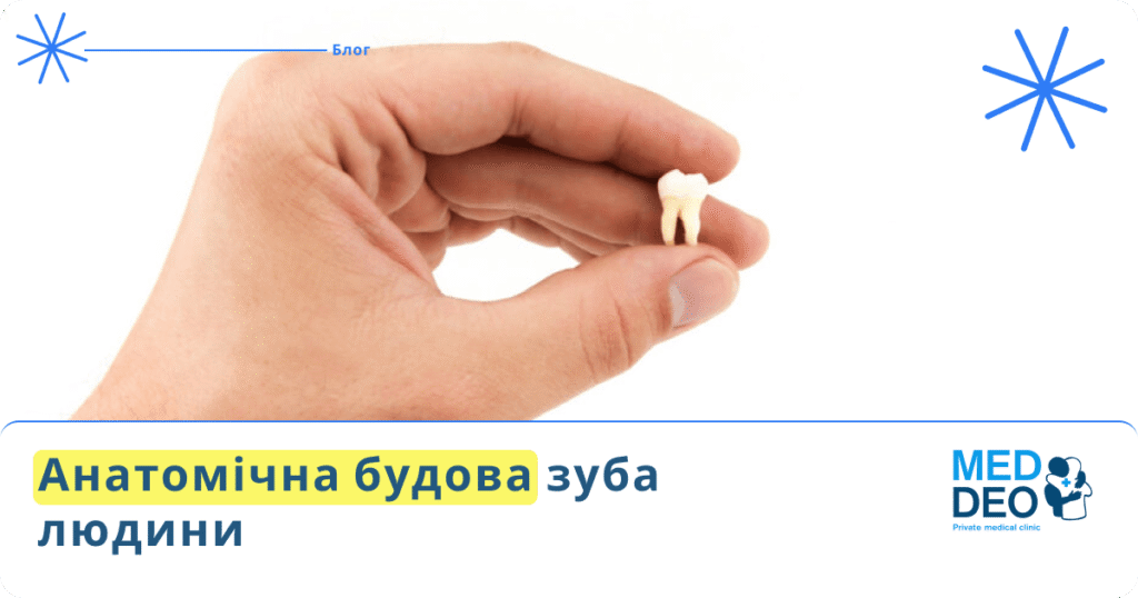 Анатомічна будова зуба людини
