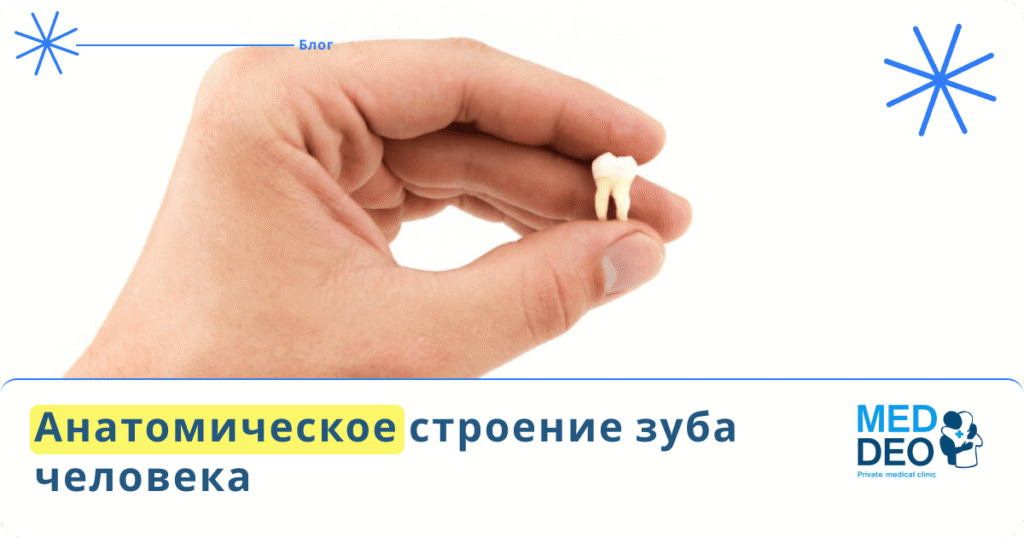 Анатомическое строение зуба человека