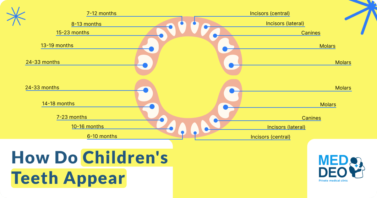 When and How Do Children's Teeth Appear? illustration when and how do childrens teeth appear en
