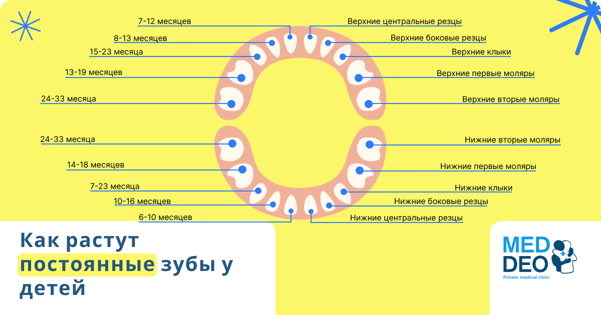 как растут коренные зубы у детей фото