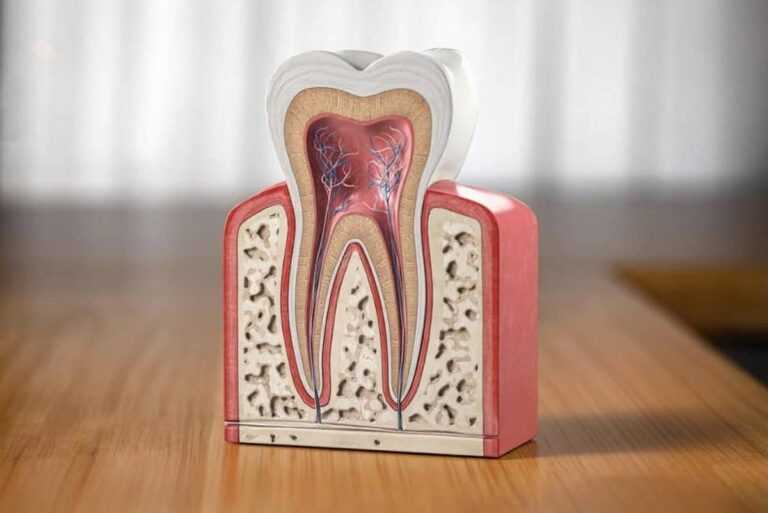 tooth dentin